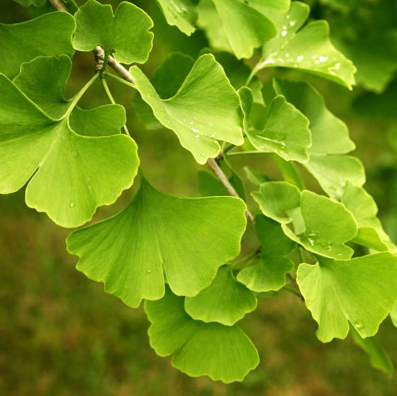 Ginkgo